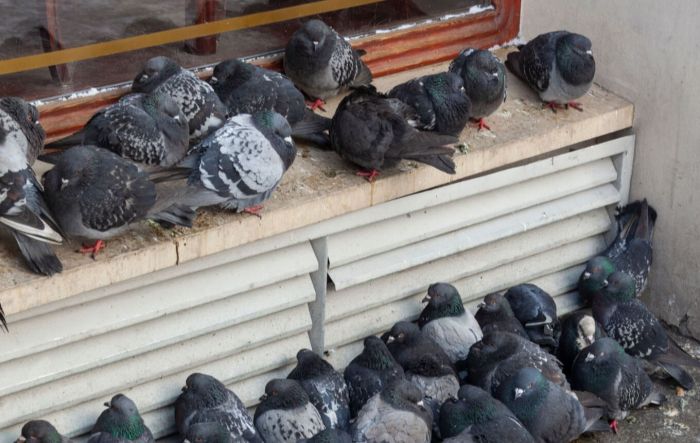 Grupo muy grande de palomas posadas en el alféizar de una ventana muy sucia por su causa.