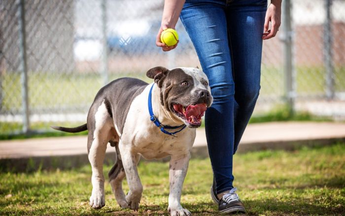 Una chica pasea junto a su perro con una pelota en la mano en un Pipican