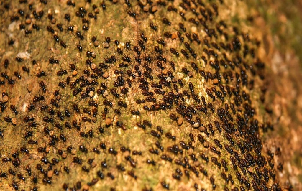 Una gran colonia de hormigas.