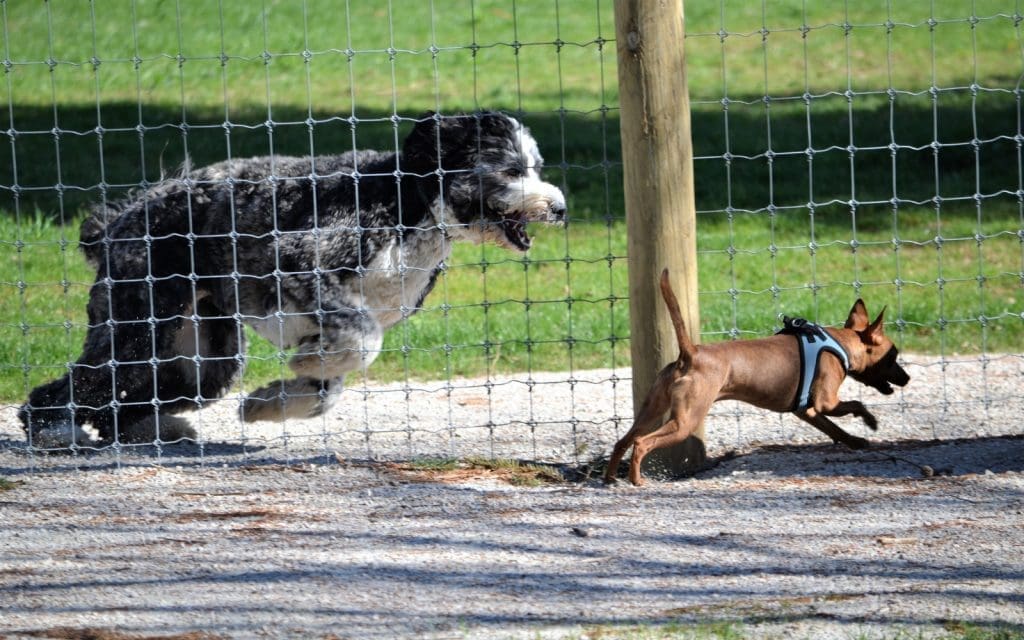 Perro jugando en un Pipica