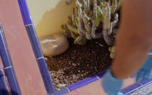 Portacebos camuflado de Anviana escondido en un parterre